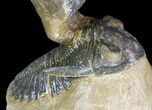 Three Holardops Trilobites - Orange Eye Facets #49691-3